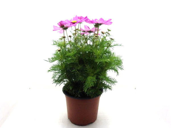 Cosmos Kübel rosa
