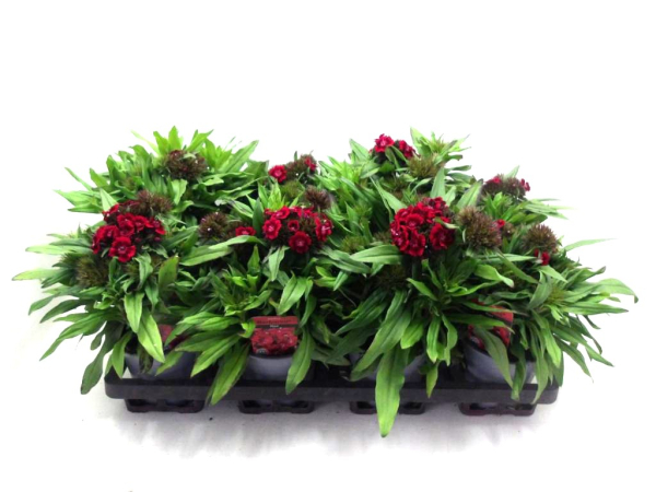 Dianthus barb. rot