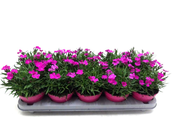 Dianthus "Kahori"