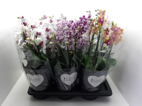 Phalaenopsis "Duetto" 4+ Rispen Mix
