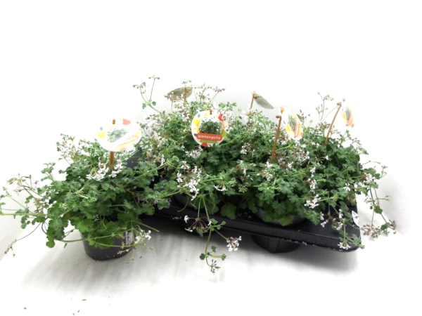 Pelargonium "Aroma Apple"