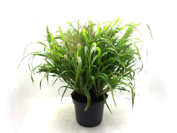 Panicum virg. Kübel
