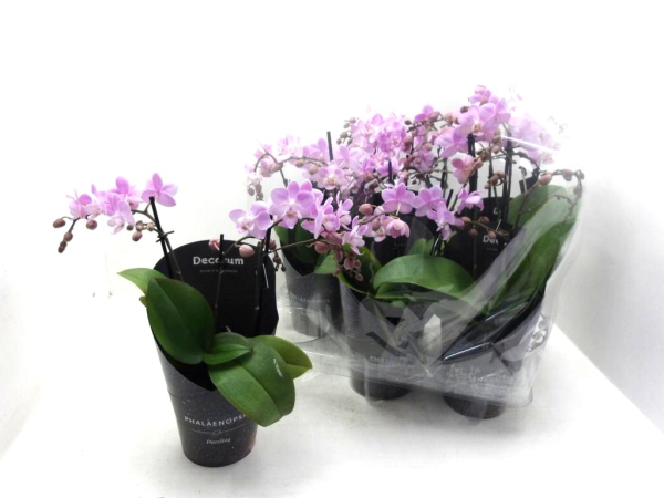 Phalaenopsis 3 Rispen rosa