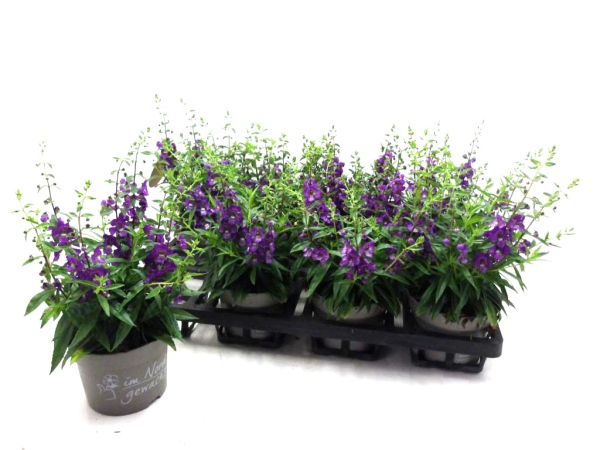 Angelonia blau