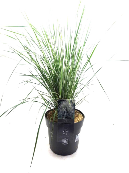 Calamagrostis acutiflora "Overdam"