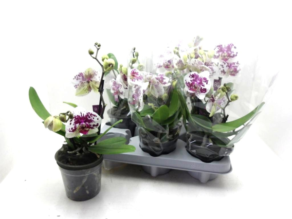 Phalaenopsis "Shorty" 2 Rispen gefleckt