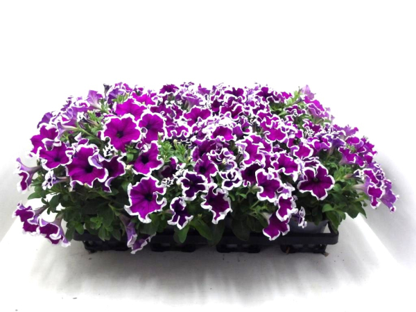 Petunia