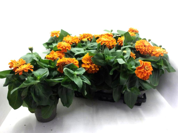 Zinnia orange