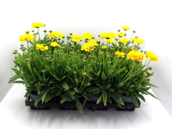 Coreopsis grandiflora