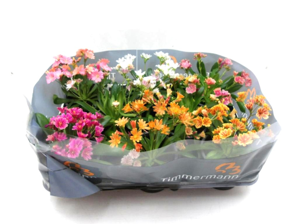 Lewisia cotyledon