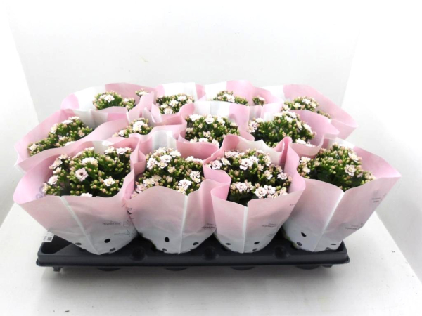 Kalanchoe gefüllt zartrosa
