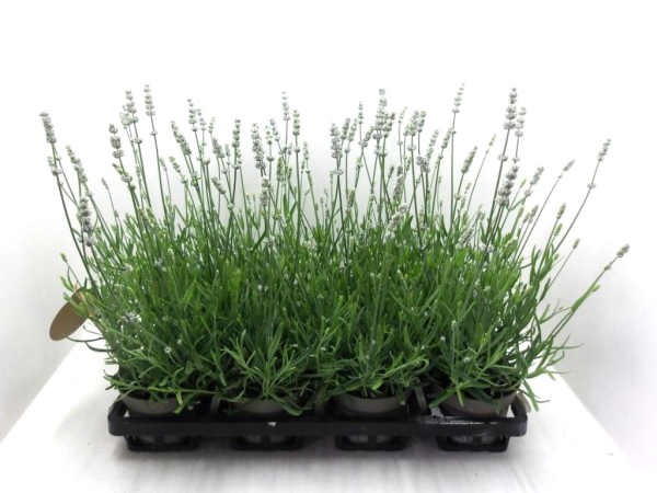 Lavandula ang. weiß