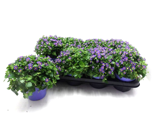 Exacum affine blau