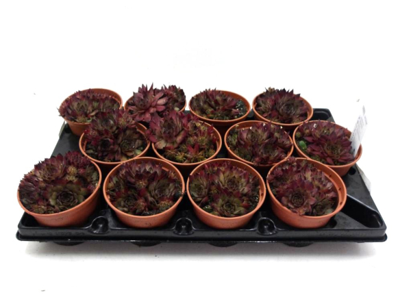 Sempervivum rot "Cay"