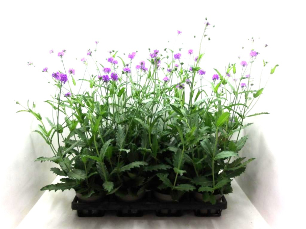 Verbena rigida