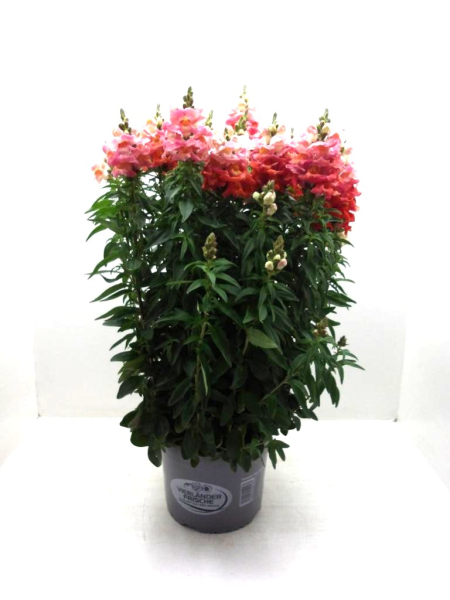 Antirrhinum majus Kübel