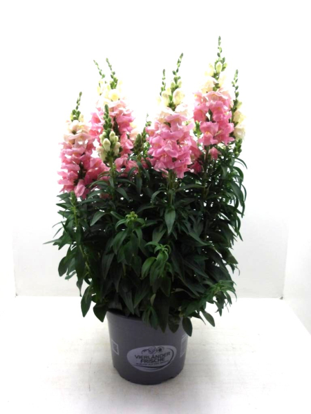 Antirrhinum majus Kübel