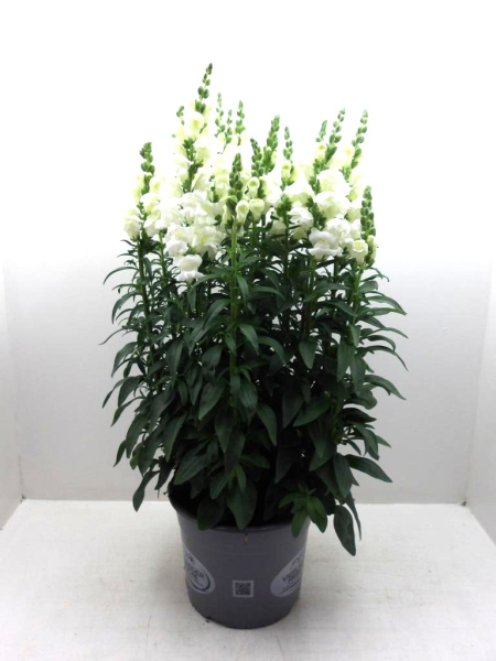 Antirrhinum majus Kübel