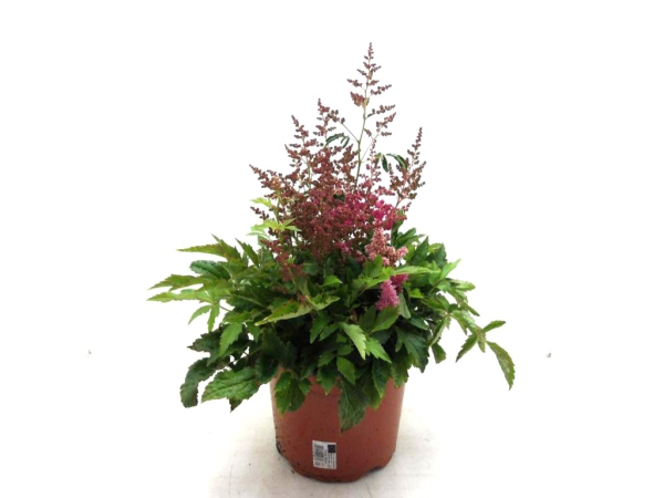 Astilbe Kübel