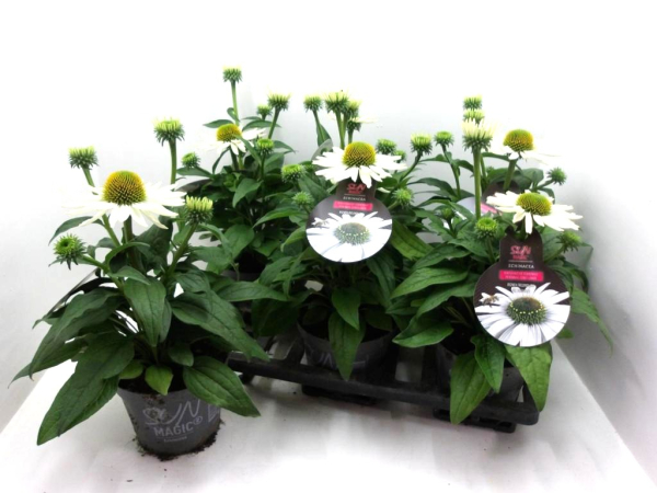 Echinacea purp. weiß