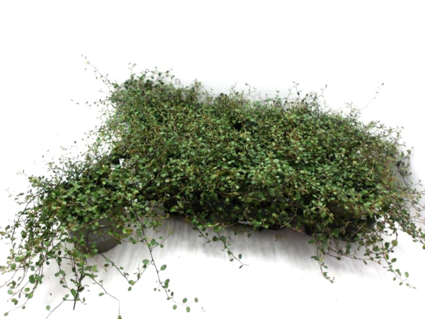 Mühlenbeckia