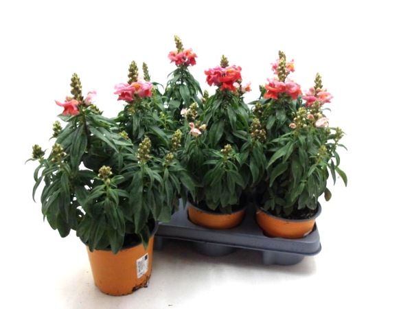 Antirrhinum  majus orange
