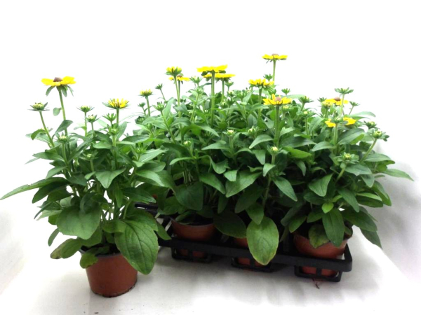 Rudbeckia hirta
