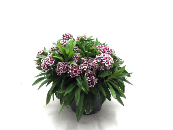 Dianthus barb. Kübel rot-weiß