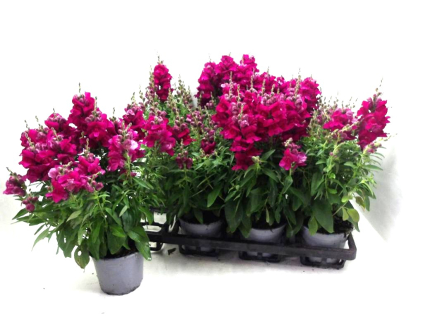 Antirrhinum majus lila