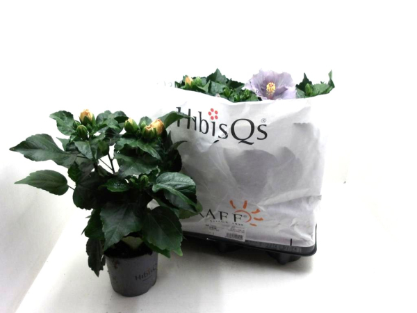 Hibiscus rosa-sin. Mix