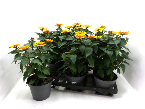 Heliopsis