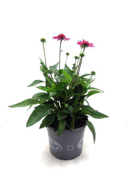 Echinacea pur. Kübel