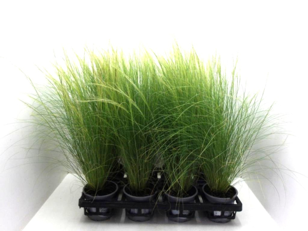 Stipa tenuifolia