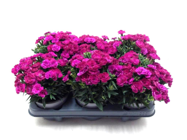 Dianthus "Peman" violett