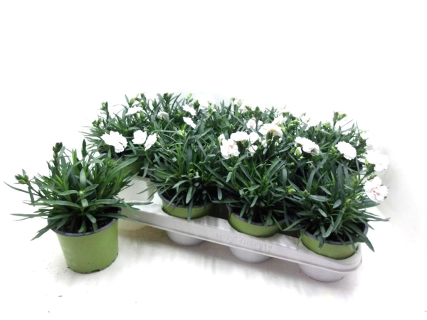 Dianthus caryophyllus weiß