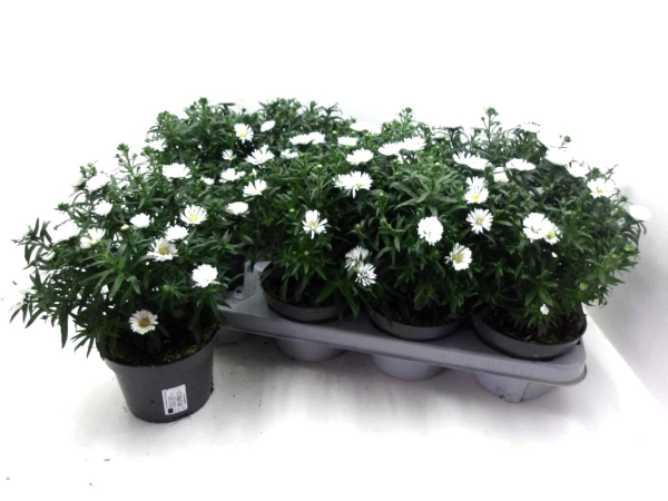 Aster novi-belgii weiß