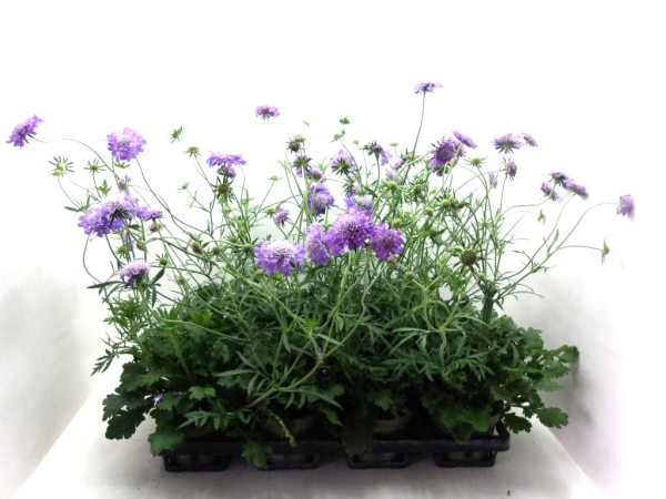 Scabiosa blau