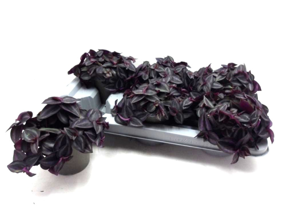 Tradescantia purpurea