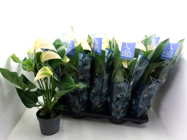 Anthurium andr. helllachs