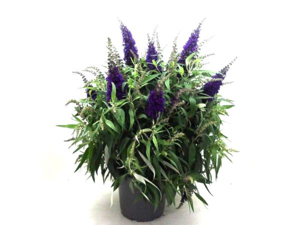 Buddleja "Candy" Kübel blau