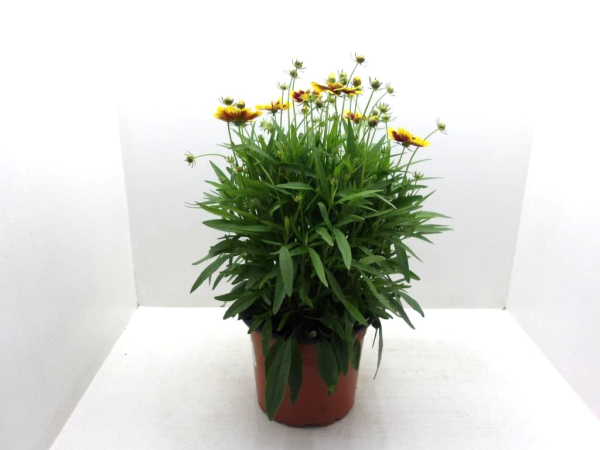 Coreopsis Kübel ungefüllt