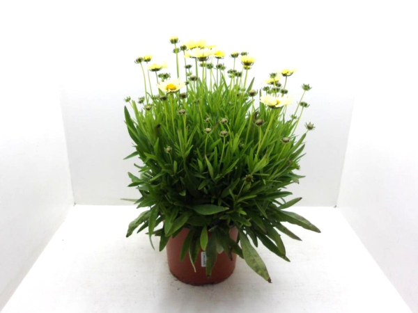Coreopsis Kübel ungefüllt
