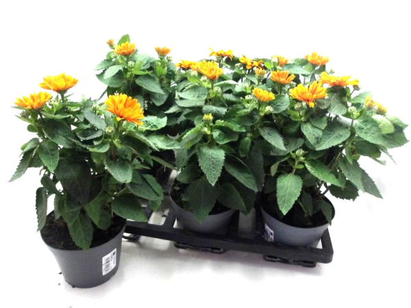 Heliopsis hellorange