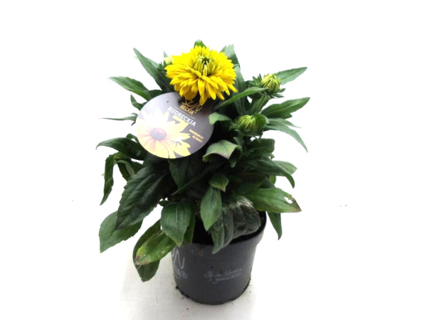 Rudbeckia "Sunbeckia" Kübel