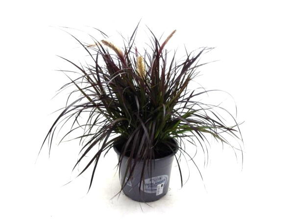 Pennisetum "Tiny Tails"