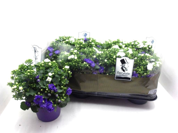 Campanula "Like Mee" Duo