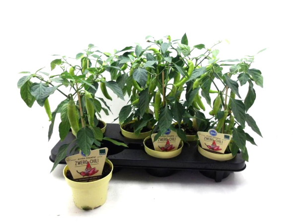 Capsicum Chili