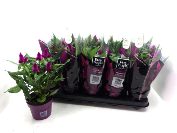 Celosia spic. 'Deep Purple'