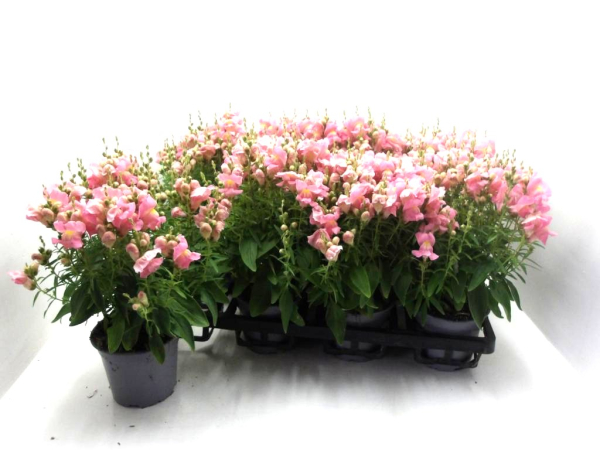 Antirrhinum majus rosa