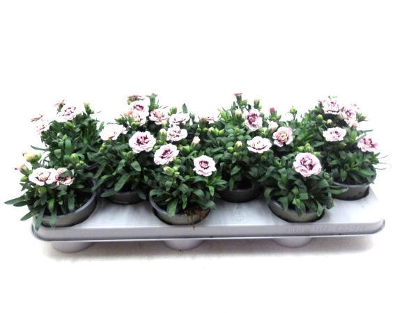 Dianthus caryo. Rosatöne